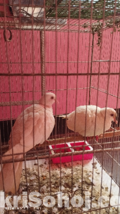 অস্ট্রেলিয়ান সাদা ঘুঘু